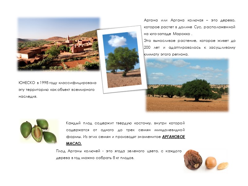 Аргана или Аргана колючая – это дерево, которое растет в долине Сус, расположенной на